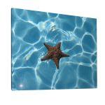 Canvas print Starfish