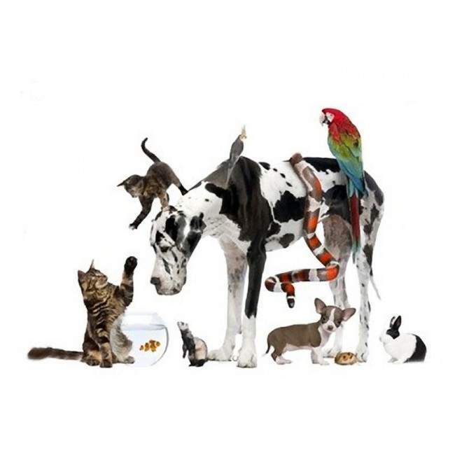 Wallpaper Lovely pets