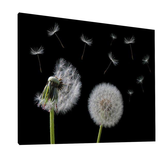 Πίνακας σε καμβά Πικραλίδα, Dandelion flower Ι