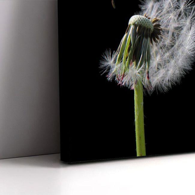 Πίνακας σε καμβά Πικραλίδα, Dandelion flower Ι