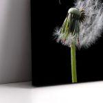 Canvas print Dandelion flower