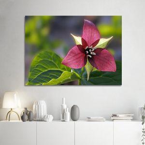 Canvas print, Red trillium flower