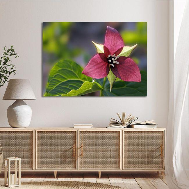 Πίνακας σε καμβά Τρίλιο, Red trillium flower