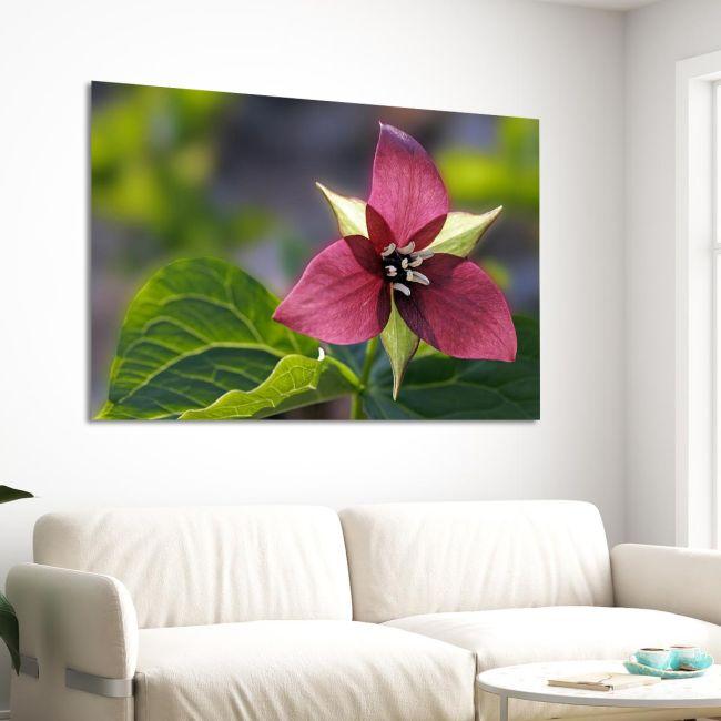 Πίνακας σε καμβά Τρίλιο, Red trillium flower