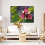 Canvas print, Red trillium flower
