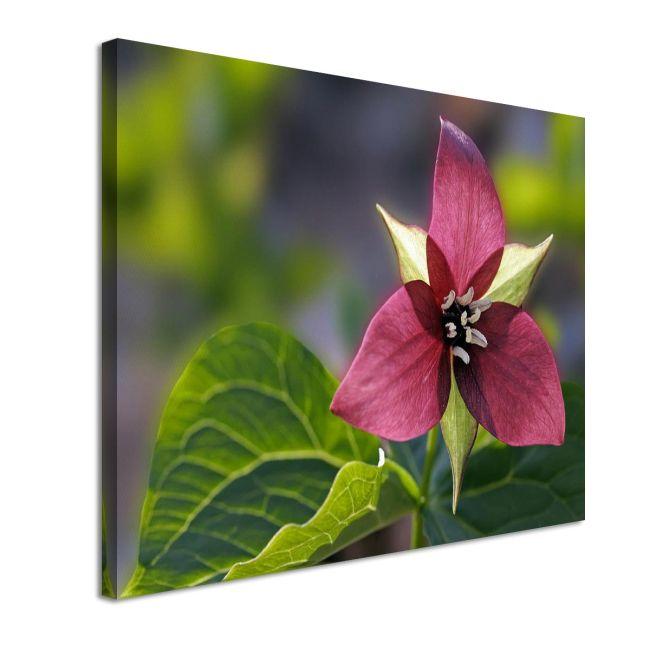 Canvas print, Red trillium flower