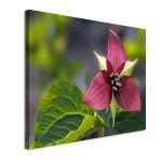 Πίνακας σε καμβά Τρίλιο, Red trillium flower