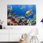 Canvas print, Coral reef with fish