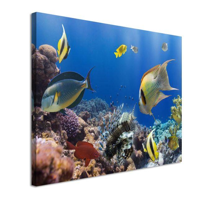 Canvas print, Coral reef with fish