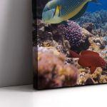 Πίνακας σε καμβά Coral reef with fish
