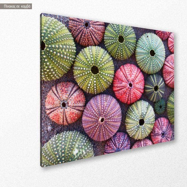 Canvas print Colorful sea urchins