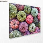 Canvas print Colorful sea urchins