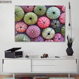 Πίνακας σε καμβά χρωματιστοί αχινοί, Colorful sea urchins