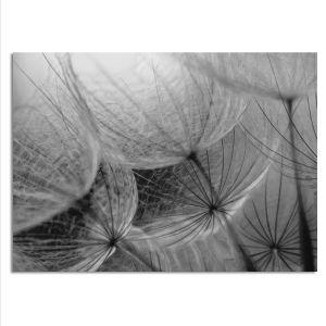 Cotton like dandelions, αφίσα, κάδρο 2