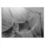 Cotton like dandelions, αφίσα, κάδρο