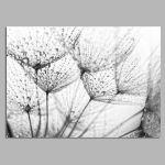 Morning dew dandelions I, poster