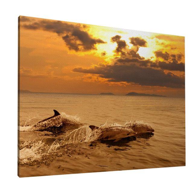 Canvas print Dolphins at sunset