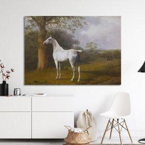 Canvas print Grey horse on the grassland, Agasse 