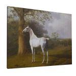 Canvas print Grey horse on the grassland, Agasse 