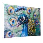 Canvas print Portrait of peacock