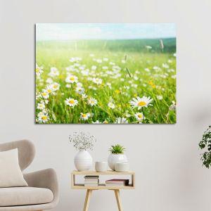 Πίνακας σε καμβά Μαργαρίτες, Field of daisy flowers