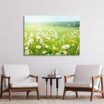 Πίνακας σε καμβά Μαργαρίτες, Field of daisy flowers