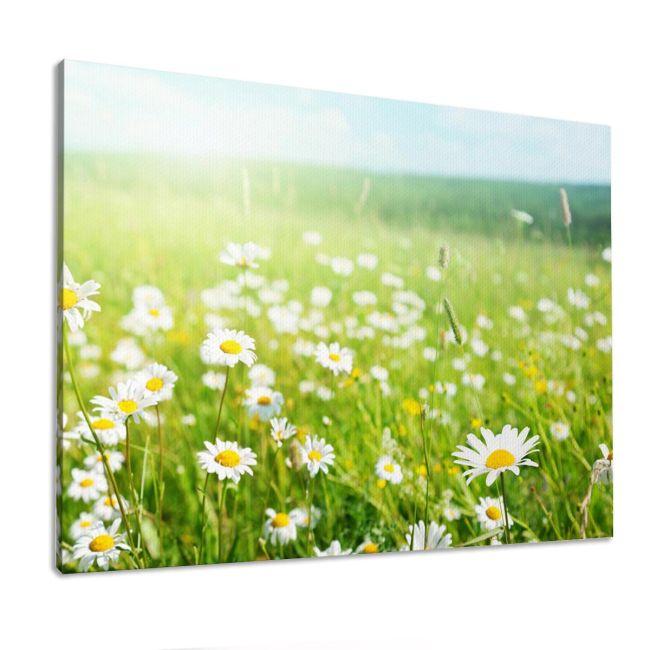 Πίνακας σε καμβά Μαργαρίτες, Field of daisy flowers