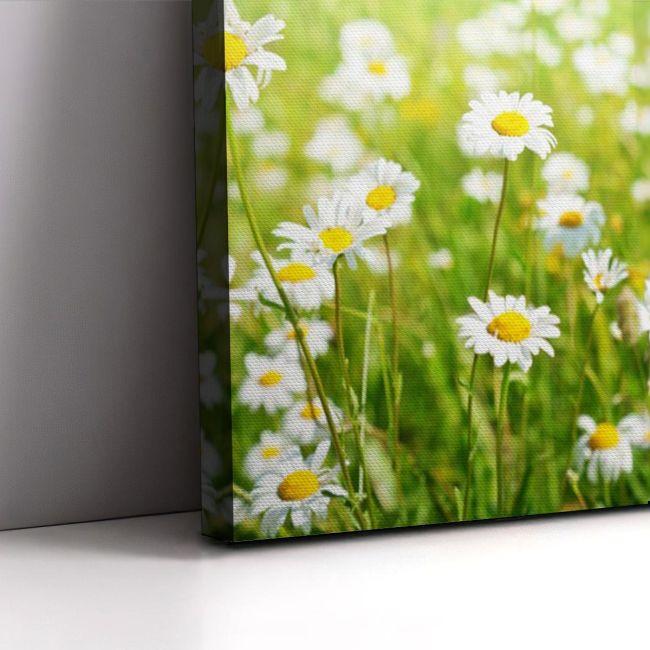 Canvas print, Field of daisy flowers