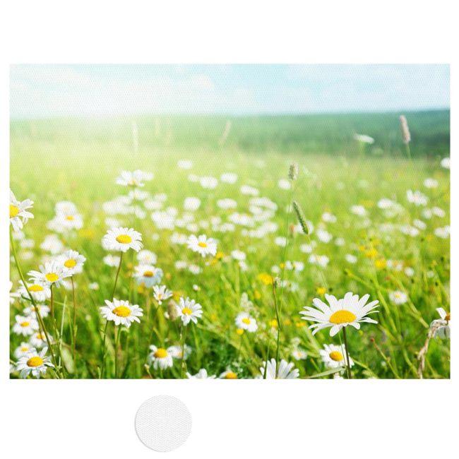Πίνακας σε καμβά Μαργαρίτες, Field of daisy flowers