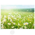 Canvas print, Field of daisy flowers