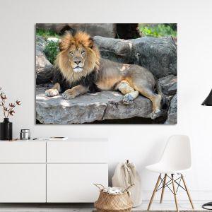 Canvas print lion, Lion