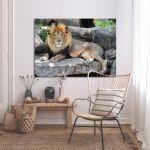 Canvas print lion, Lion