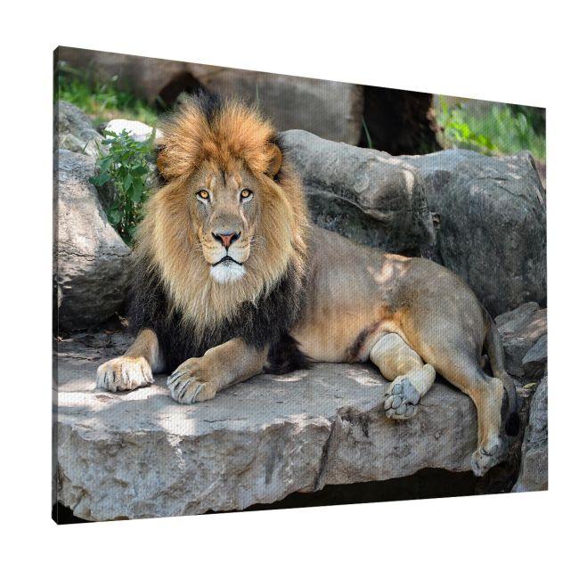Canvas print lion, Lion