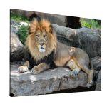 Canvas print lion, Lion