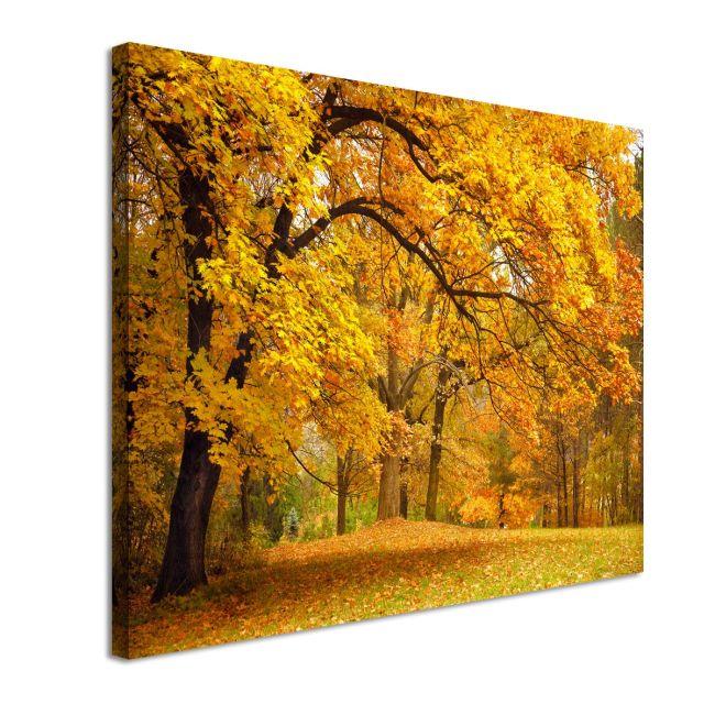 Canvas printForest scene II