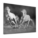 Canvas print white horses grayscale