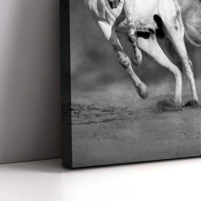 Canvas print white horses grayscale