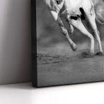 Canvas print white horses grayscale