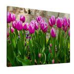 Canvas print Pink tulips I