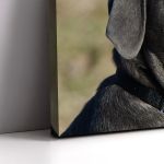 Canvas print Mastino Napoletano