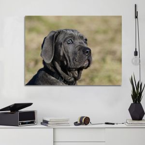 Πίνακας Mastino Napoletano