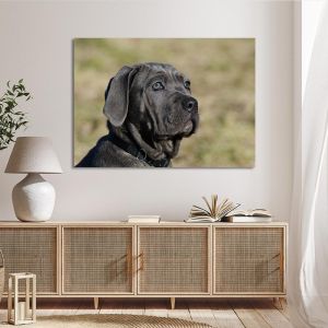 Canvas print Mastino Napoletano Framed canvas View 1 2