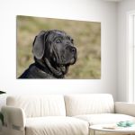 Canvas print Mastino Napoletano
