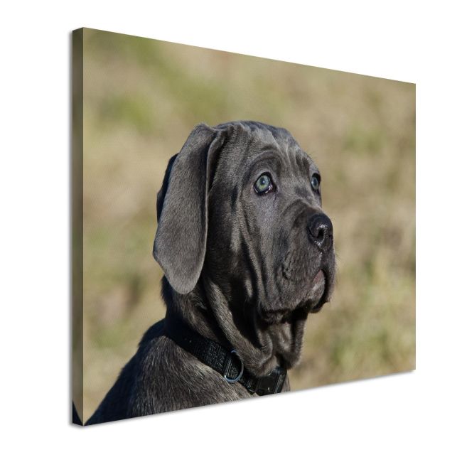 Canvas print Mastino Napoletano