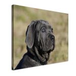 Canvas print Mastino Napoletano