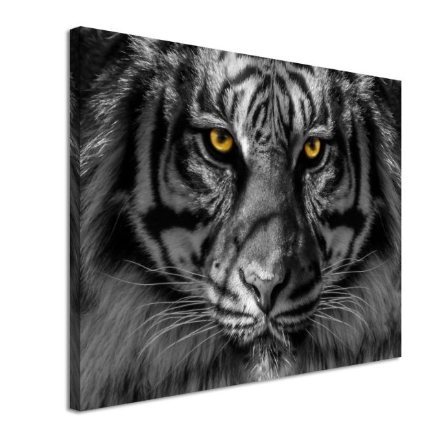 Canvas print Yellow eyed tiger