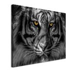 Canvas print Yellow eyed tiger