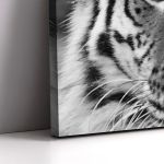 Canvas print Blue eyed tiger