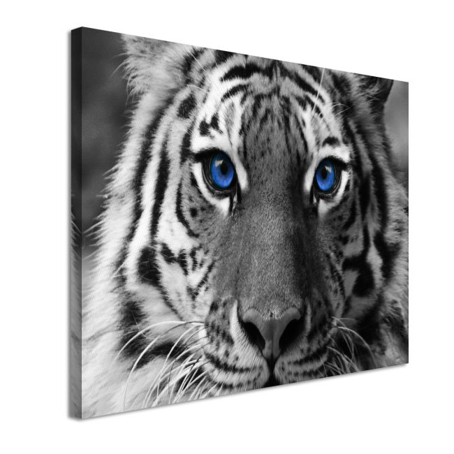 Canvas print Blue eyed tiger