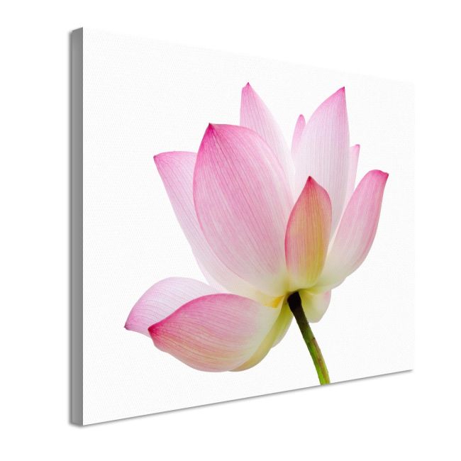 Πίνακας Lotus flower